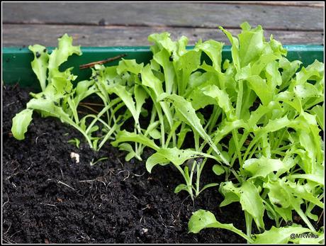 Pricking-out Endive seedlings