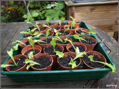 Pricking-out Endive seedlings