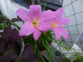 Blooms After Rain