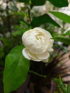 Blooms After Rain