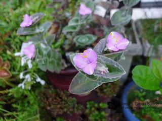 Blooms After Rain