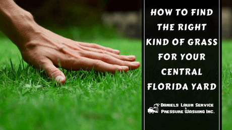 How to Find the Right Kind of Grass for Your Central Florida Yard