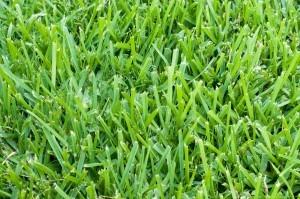 How to Find the Right Kind of Grass for Your Central Florida Yard