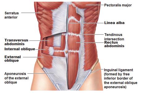 Muscle of abdominal