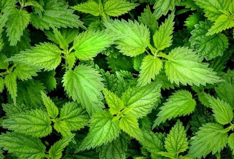 9 Health Benefits of Nettle