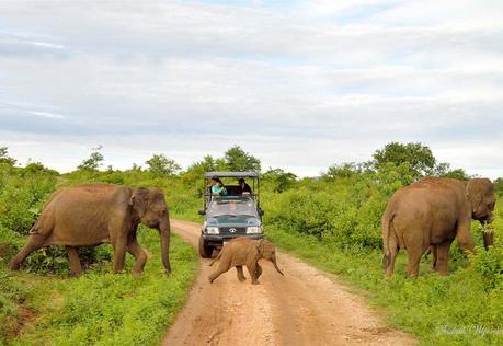 Best National parks in Sri Lanka