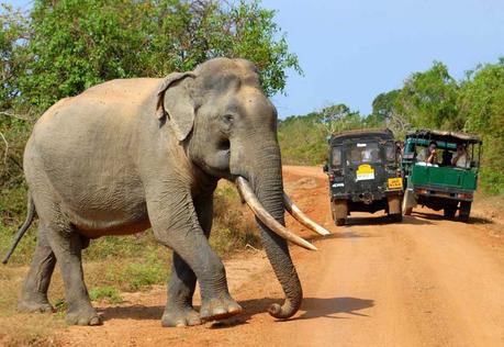 Best National parks in Sri Lanka