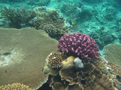 FIJI: BEAUTIFUL BEACHES, CORAL REEFS and COLORFUL FISH, Guest Post by Sara Kras