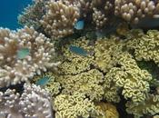 FIJI: BEAUTIFUL BEACHES, CORAL REEFS COLORFUL FISH, Guest Post Sara Kras