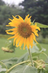 POEM: The Thaw Entwined, or: The Sunflower’s Wisdom