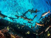 National Geographic Chief Scientist: 'Extinction Crisis Unavoidable Unless Protect Half Earth 2050'