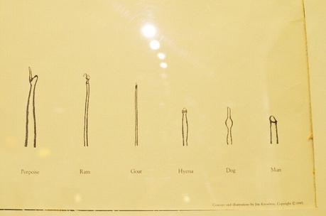 Travel: The Icelandic Phallological Museum (The Penis Museum)