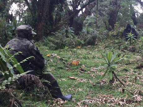 Volcanoes National Park ranger guide watches male mountain gorilla