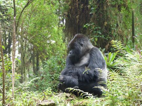 Silverback mountain gorilla Titus family Rwanda