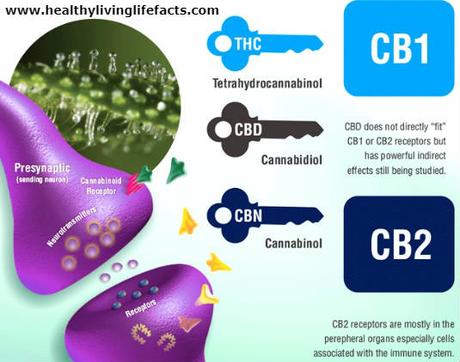 CBD OIL BENEFITS LIST - CBD oil for Cancer, Anxiety, Pain Relief
