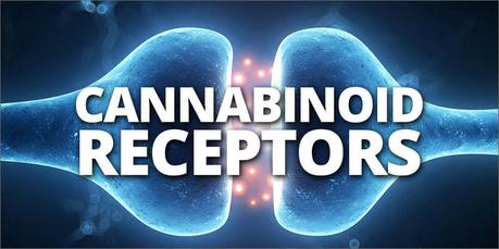 Cannabinoid Receptors 