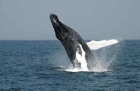 A humpback whale breaching.