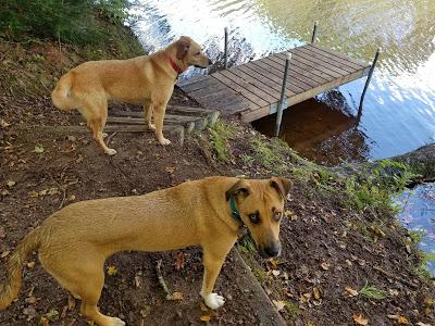 Camping With Dogs