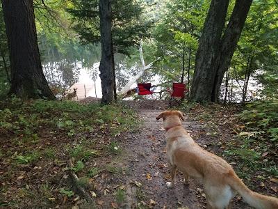 Camping With Dogs