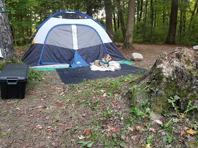 Camping With Dogs