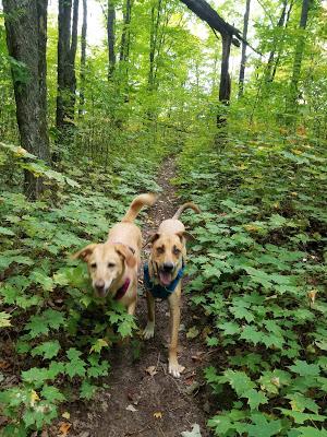 Camping With Dogs