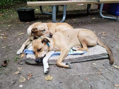 Camping With Dogs