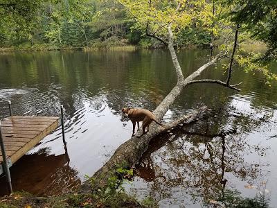 Camping With Dogs