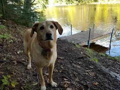 Camping With Dogs