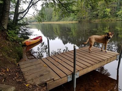 Camping With Dogs