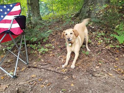 Camping With Dogs