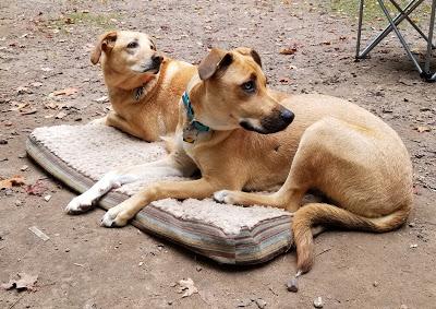 Camping With Dogs