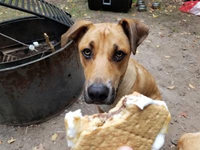 Camping With Dogs