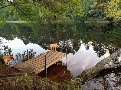 Camping With Dogs