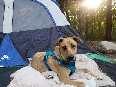 Camping With Dogs