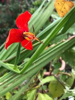 A trip to Crug Farm Nursery