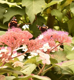 A trip to Crug Farm Nursery