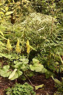 A trip to Crug Farm Nursery