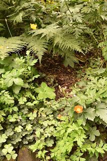 A trip to Crug Farm Nursery