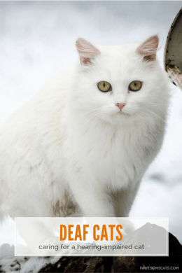 How do you know if your cat is deaf? Understanding feline deafness