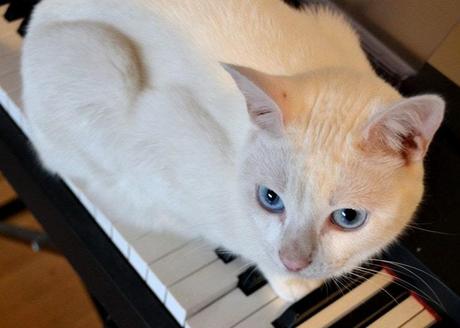 How do you know if your cat is deaf? Understanding feline deafness