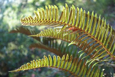 SHADY HIKE in JOAQUIN MILLER PARK in San Francisco’s East Bay