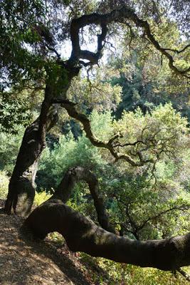SHADY HIKE in JOAQUIN MILLER PARK in San Francisco’s East Bay
