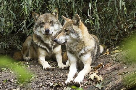 wolf-canis-lupus-european-wolf