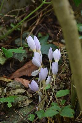 Over Yon and Right Here