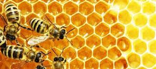 Hexagons - A Bee Story