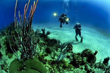 Top 6 dives: Best scuba diving in the world