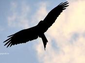 Clarion Call Vultures Line Extinction
