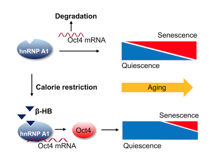Anti-aging molecule produced during fasting.