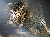 Undercover Investigation: Shocking Evidence Finds Wild Jaguars Cruelly Poached Fuel Traditional Asian Medicine Trade