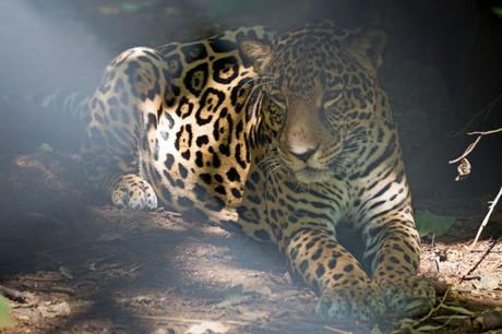 A four year old female Jaguar named Curubanda at Las Pumas wildlife sanctuary in the region of Guanacaste, Costa Rica